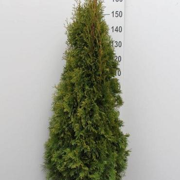 Thuja occ. 'Smaragd'