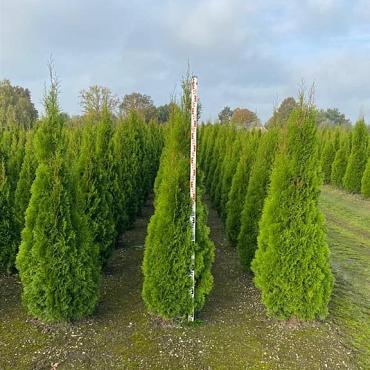 Thuja occ. 'Smaragd'