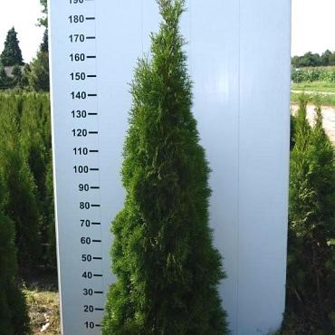 Thuja occ. 'Smaragd'