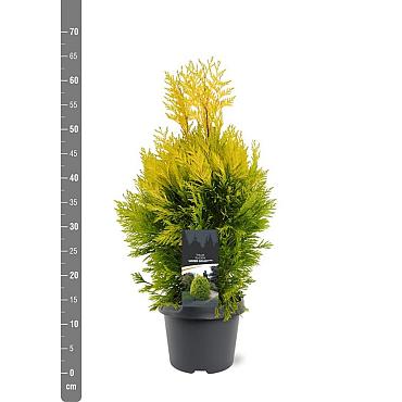 Thuja pl. '4-ever Goldy'