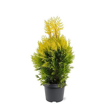 Thuja pl. '4-ever Goldy'