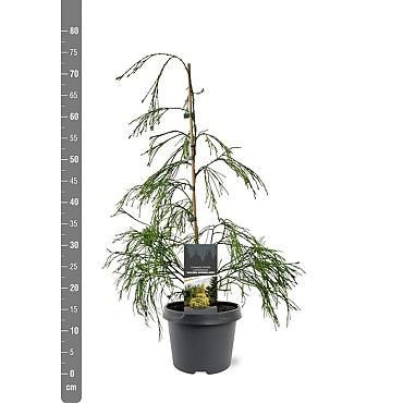 Chamaecyparis l. 'Filip's G. Spr.'