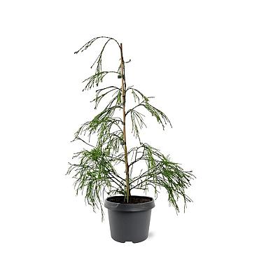 Chamaecyparis l. 'Filip's G. Spr.'