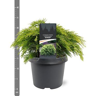 Chamaecyparis l. 'Sunkist'
