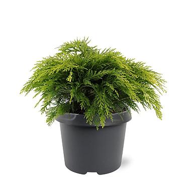 Chamaecyparis l. 'Sunkist'
