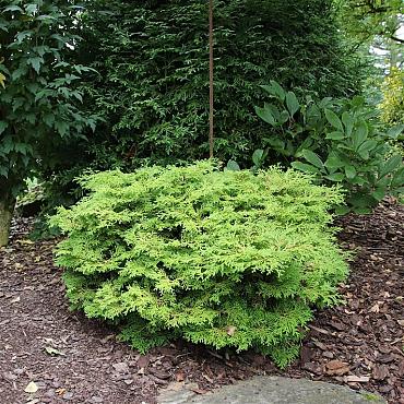 Chamaecyparis o. 'Kamarachiba'