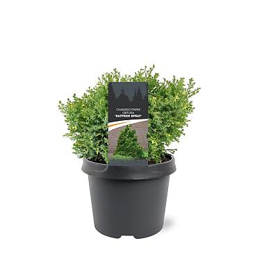 Chamaecyparis o. 'Saffron Spray'