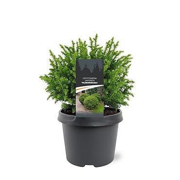 Cryptomeria j. 'Vilmoriniana'