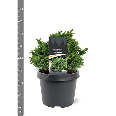 Cryptomeria j. 'Yokohama'