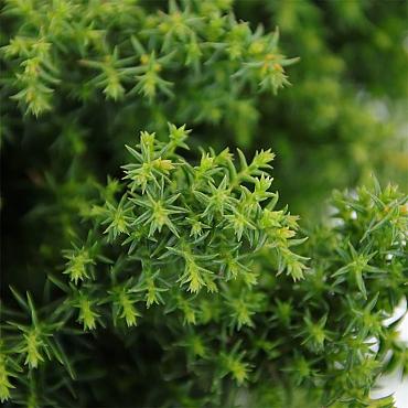 Cryptomeria j. 'Yokohama'