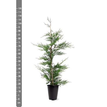 Cupressocyparis leylandii