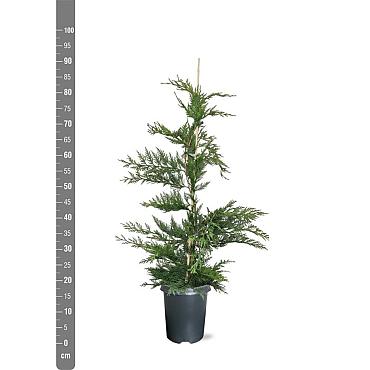Cupressocyparis leylandii