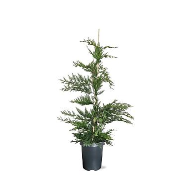Cupressocyparis leylandii