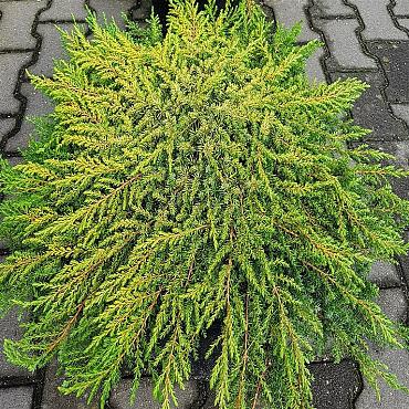 Juniperus comm. 'Lemon Carpet'