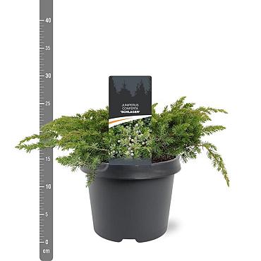 Juniperus conferta 'Schlager'