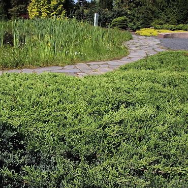 Juniperus conferta 'Schlager'