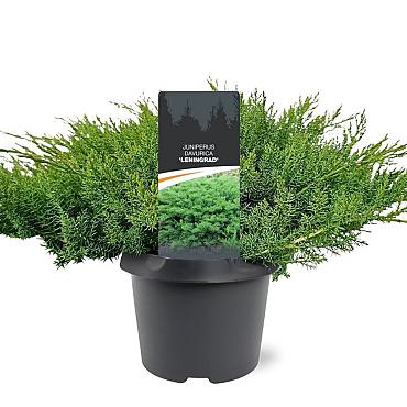Juniperus d. 'Leningrad'