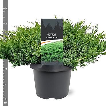 Juniperus d. 'Leningrad'