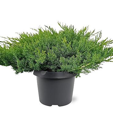 Juniperus d. 'Leningrad'