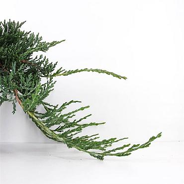 Juniperus horizontalis