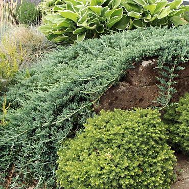 Juniperus horizontalis