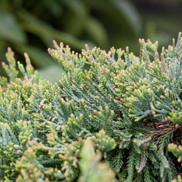 Juniperus horizontalis