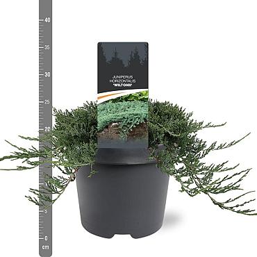 Juniperus horizontalis