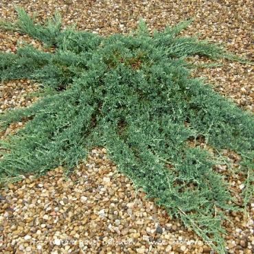 Juniperus horizontalis