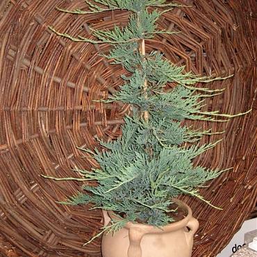 Juniperus horizontalis