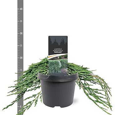 Juniperus h. 'Pancake'