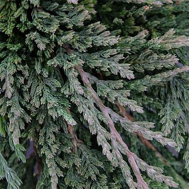 Juniperus h. 'Pancake'