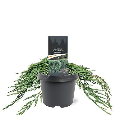 Juniperus h. 'Pancake'