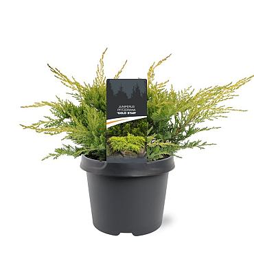 Juniperus pf. 'Gold Star'
