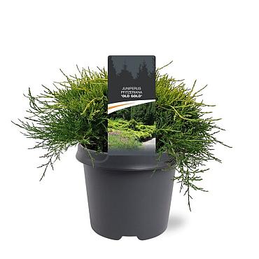Juniperus pf. 'Old Gold'