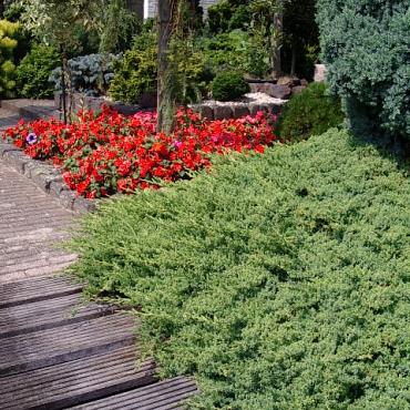 Juniperus procumbens 'Nana'