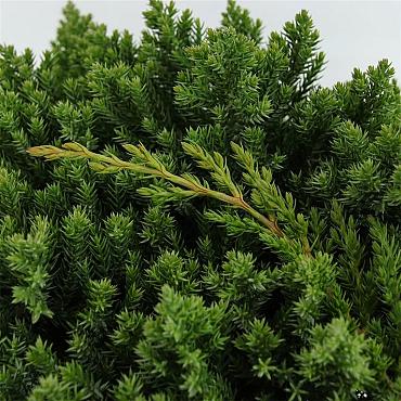 Juniperus procumbens 'Nana'