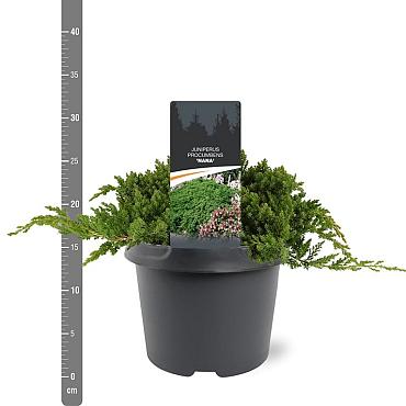 Juniperus procumbens 'Nana'