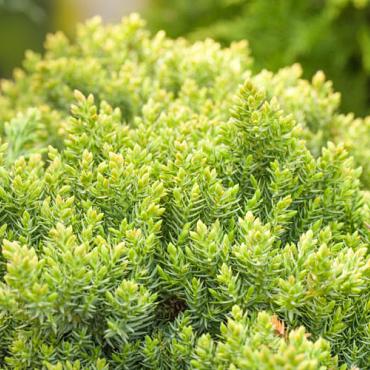 Juniperus procumbens 'Nana'