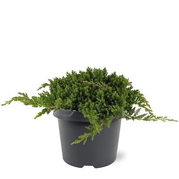 Juniperus procumbens 'Nana'