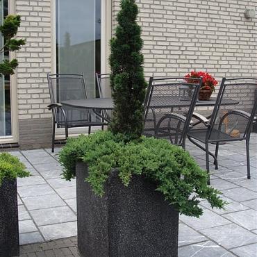 Juniperus procumbens 'Nana'