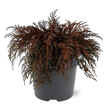 Microbiota decussata