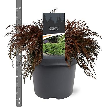 Microbiota decussata