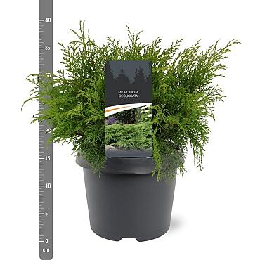 Microbiota decussata