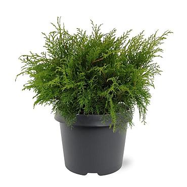 Microbiota decussata