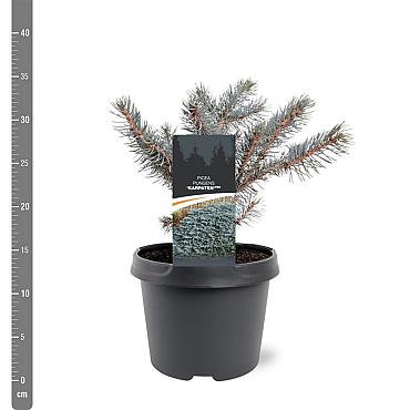 Picea pungens 'Karpaten'