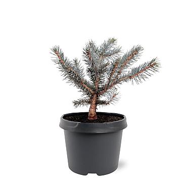 Picea pungens 'Karpaten'