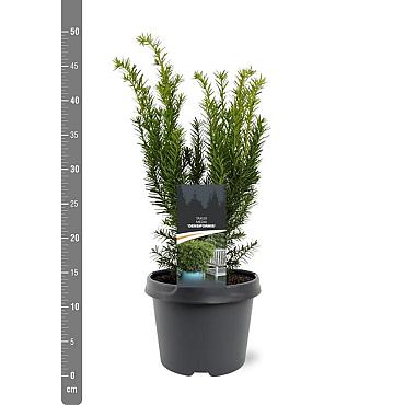 Taxus media 'Densiformis'