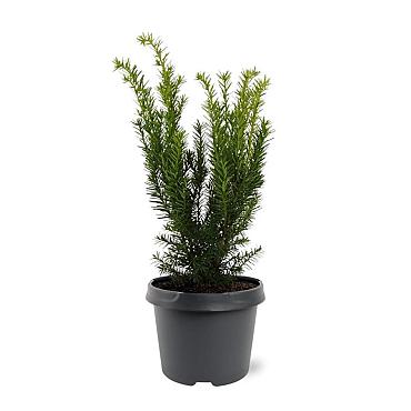 Taxus media 'Densiformis'