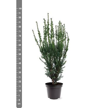 Taxus media 'Hillii'