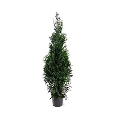 Thuja occ. 'Karl Falke'